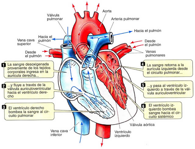 Fases Del Ciclo Cardiaco Fisiología Del Ciclo Cardiaco