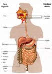 Partes del sistema digestivo Blog de Biología