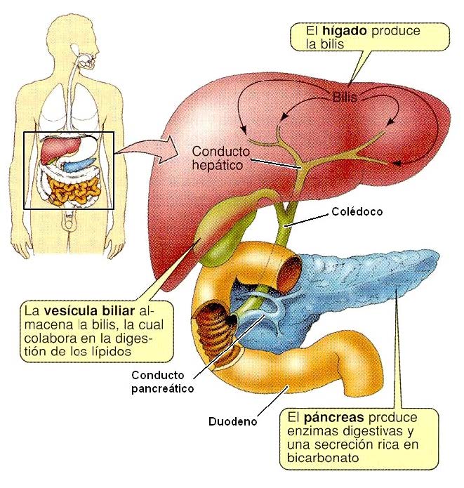 Hígado vesícula biliar