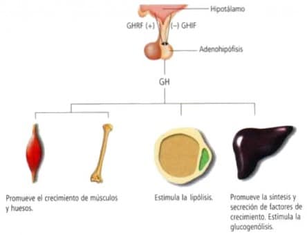 Hormona Del Crecimiento » Blog De Biología