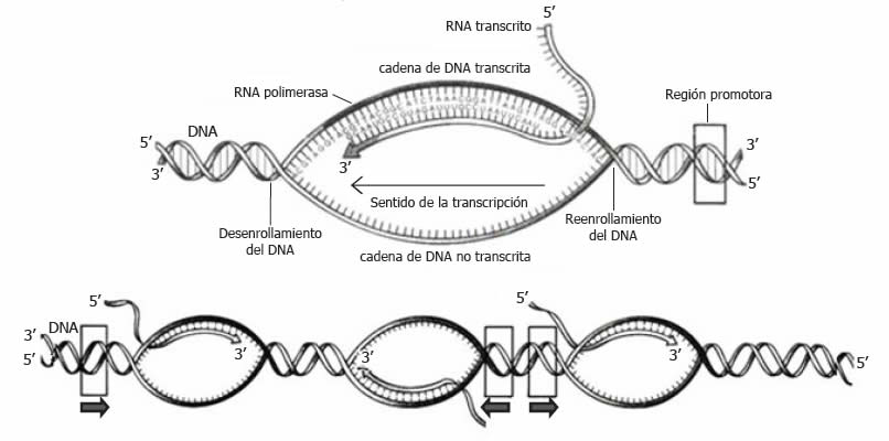Transcripción o síntesis del RNA Blog Biología