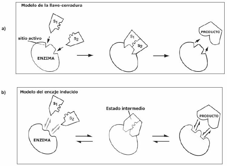Modelos de acción enzimática » Blog de Biología
