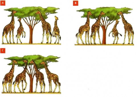 Teoría De Darwin » Blog De Biología